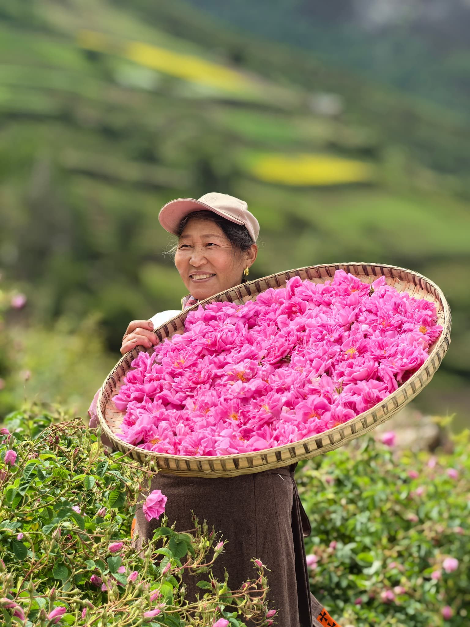 A rose farmer shows freshly picked roses in Xiaojin County, Sichuan Province, June 24, 2026./Courtesy of Chen Wanglun