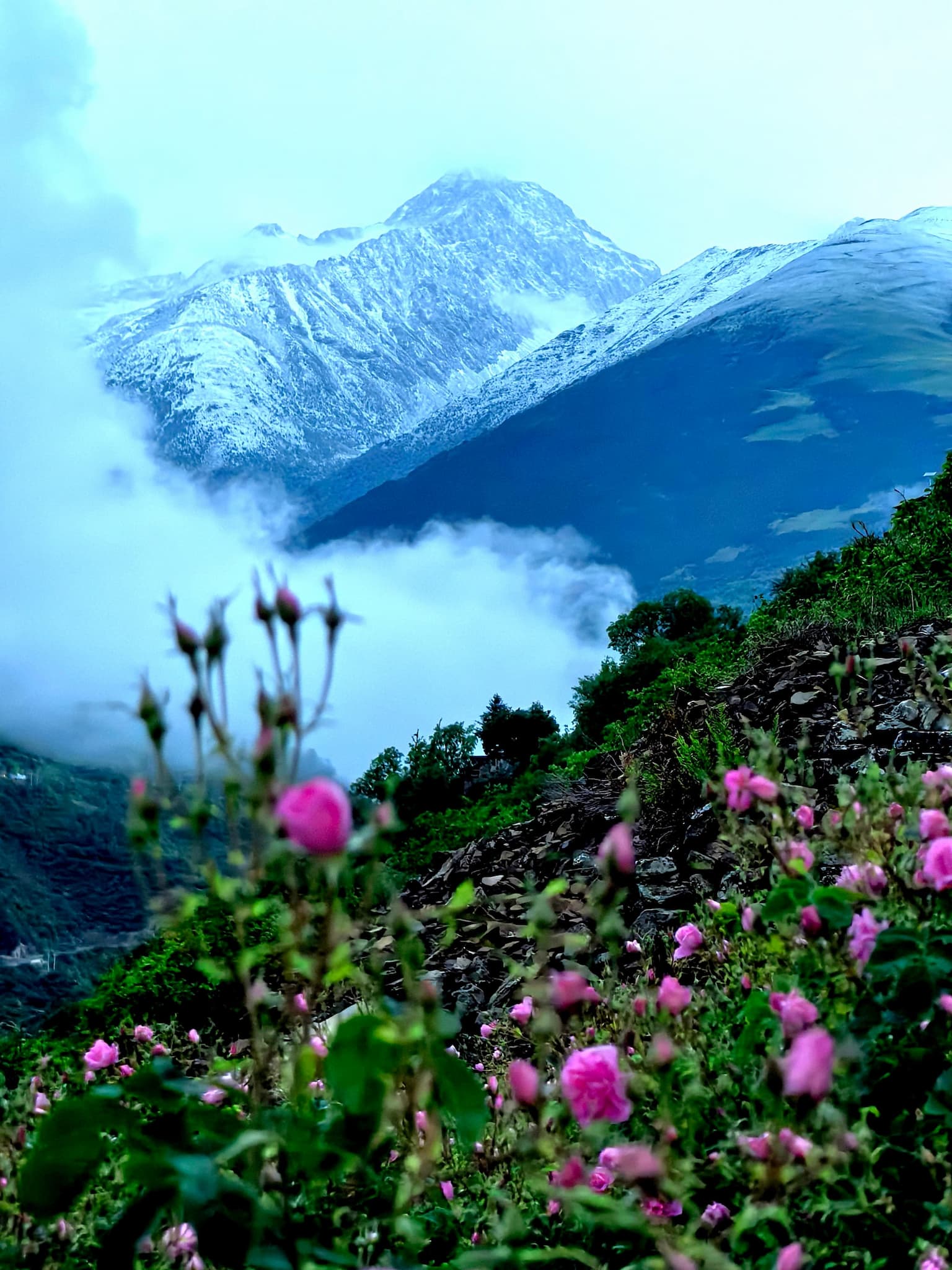 Roses bloom in a mountainous field in Xiaojin County, Sichuan Province, June 10, 2026./Courtesy of Chen Wanglun