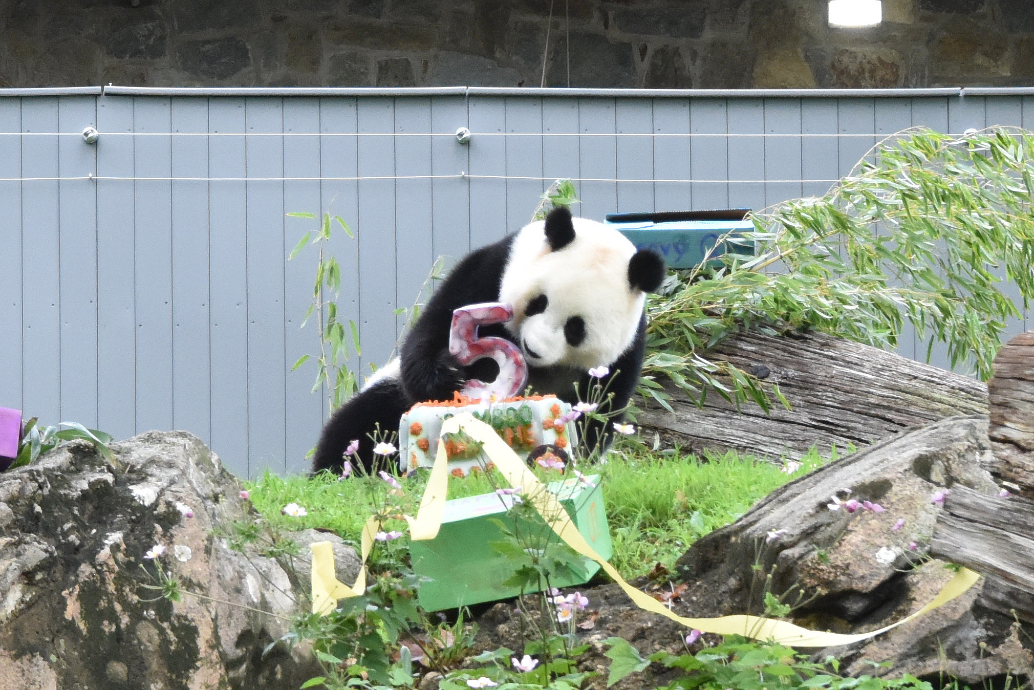Giant panda Qing Bao celebrates her 5th birthday at Smithsonian's National Zoo in Washington, DC, September 12, 2026. /VCG