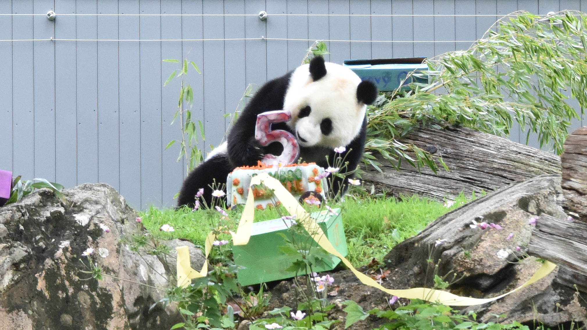 Giant panda Qing Bao celebrates 5th birthday in Washington
