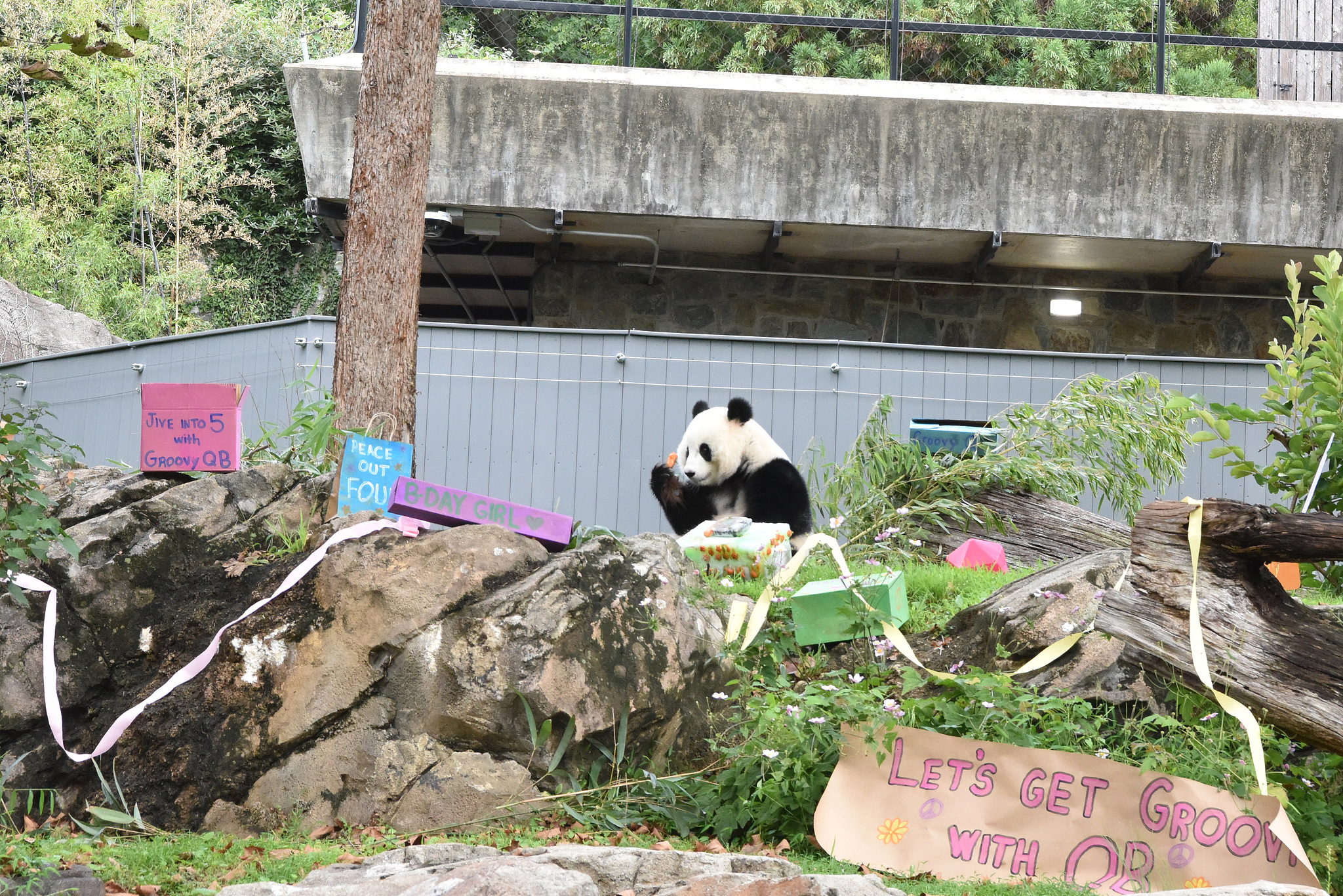 Qing Bao is five years old, September 12, 2026. /VCG