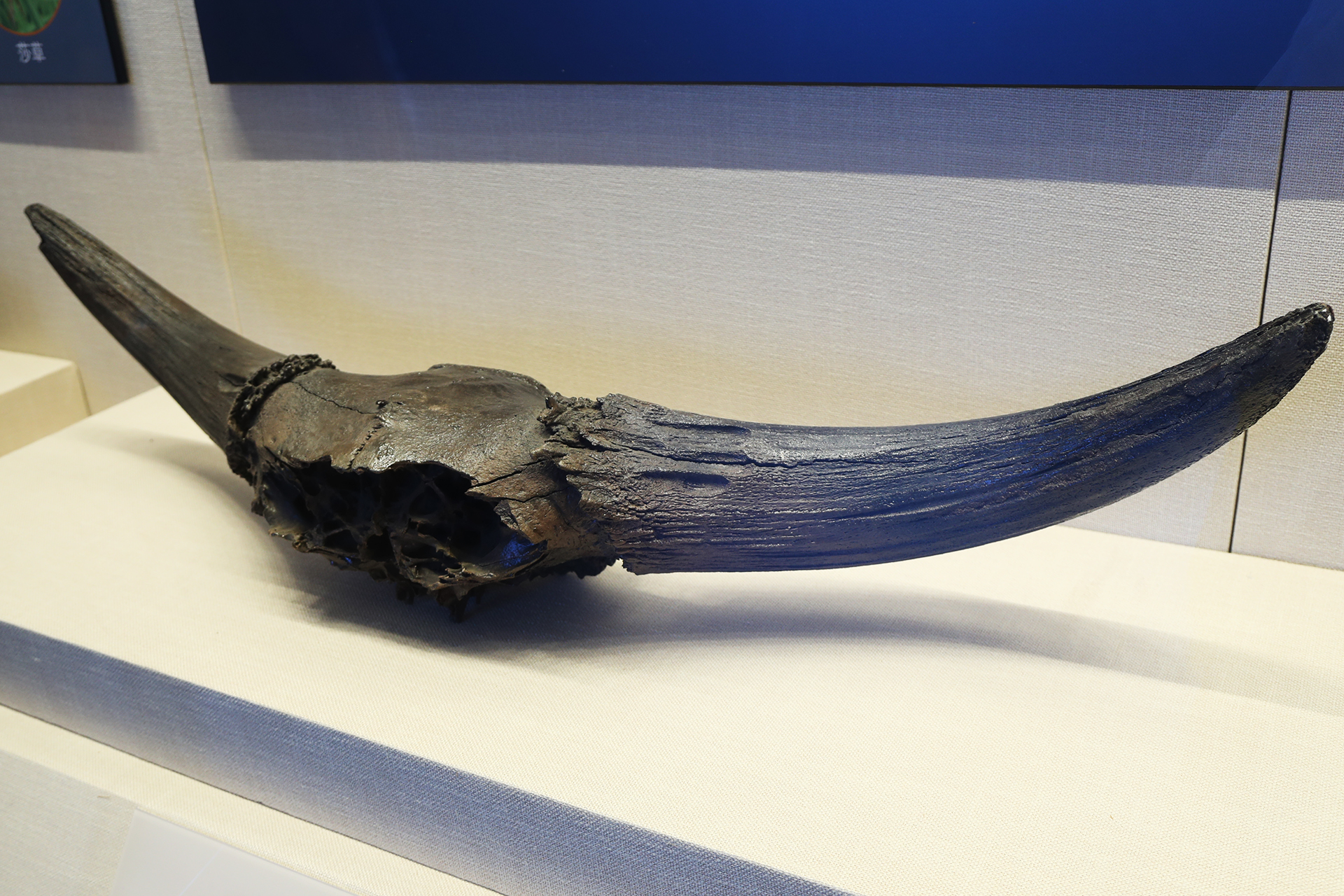 The fossilized skull of a steppe bison is seen on display at the Hulunbuir Historical Museum in Inner Mongolia. /CGTN