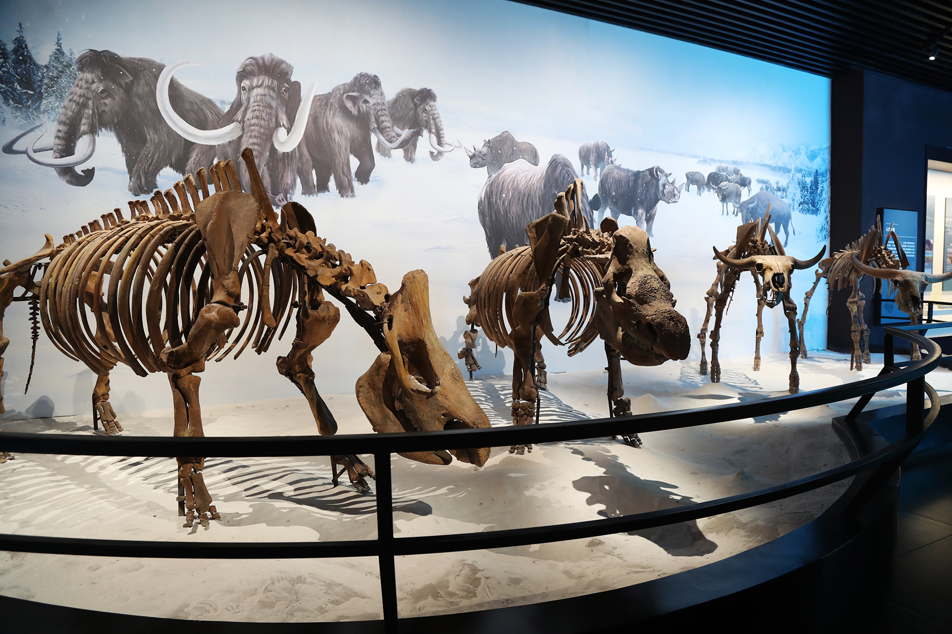 Two woolly rhinoceros fossils and two steppe bison fossils are seen on display at the Hulunbuir Historical Museum in Inner Mongolia. /CGTN