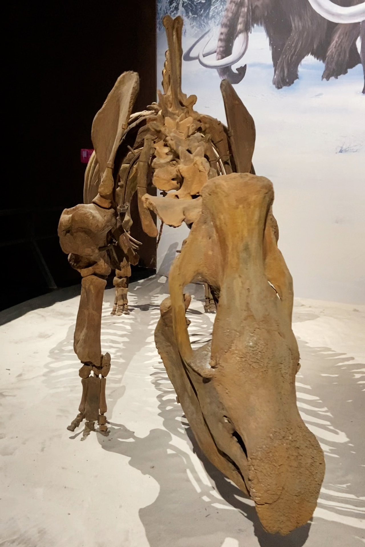 A woolly rhinoceros fossil is seen on display at the Hulunbuir Historical Museum in Inner Mongolia. /CGTN