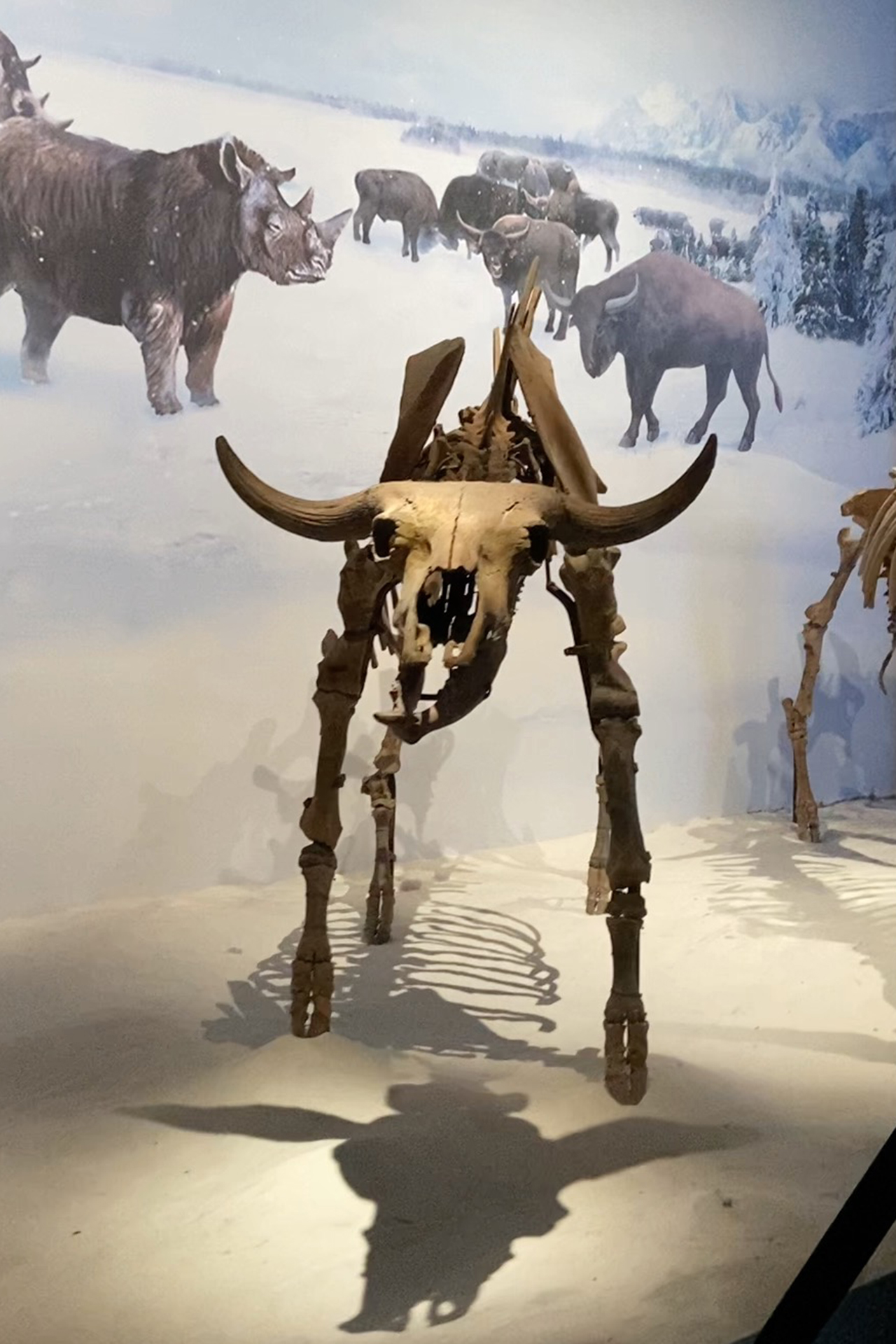A steppe bison fossil is seen on display at the Hulunbuir Historical Museum in Inner Mongolia. /CGTN