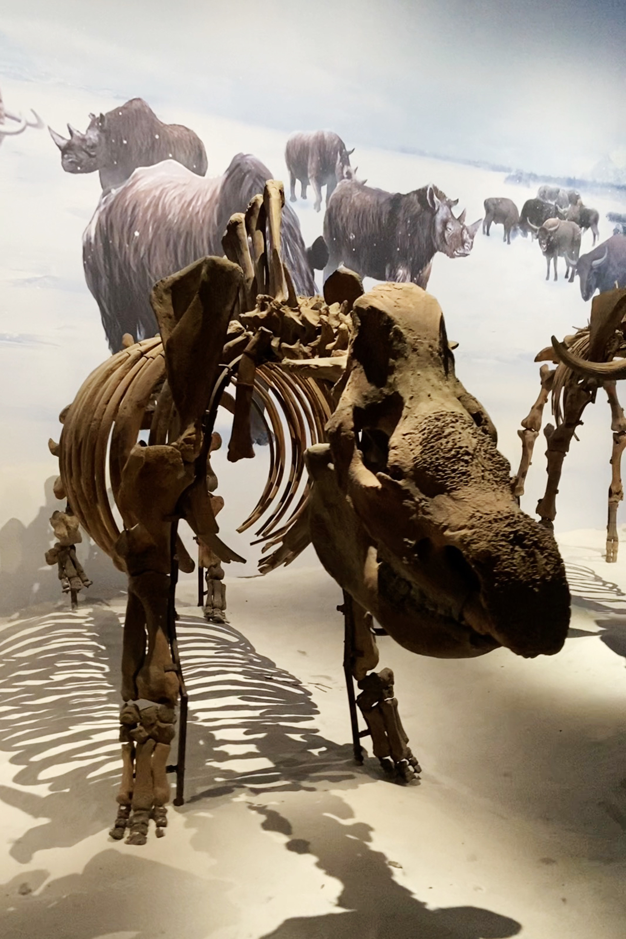 A woolly rhinoceros fossil is seen on display at the Hulunbuir Historical Museum in Inner Mongolia. /CGTN