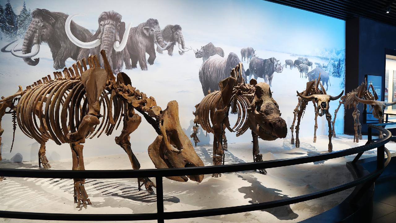 Woolly rhino, bison fossils offer glimpse of Hulunbuir's Ice Age past