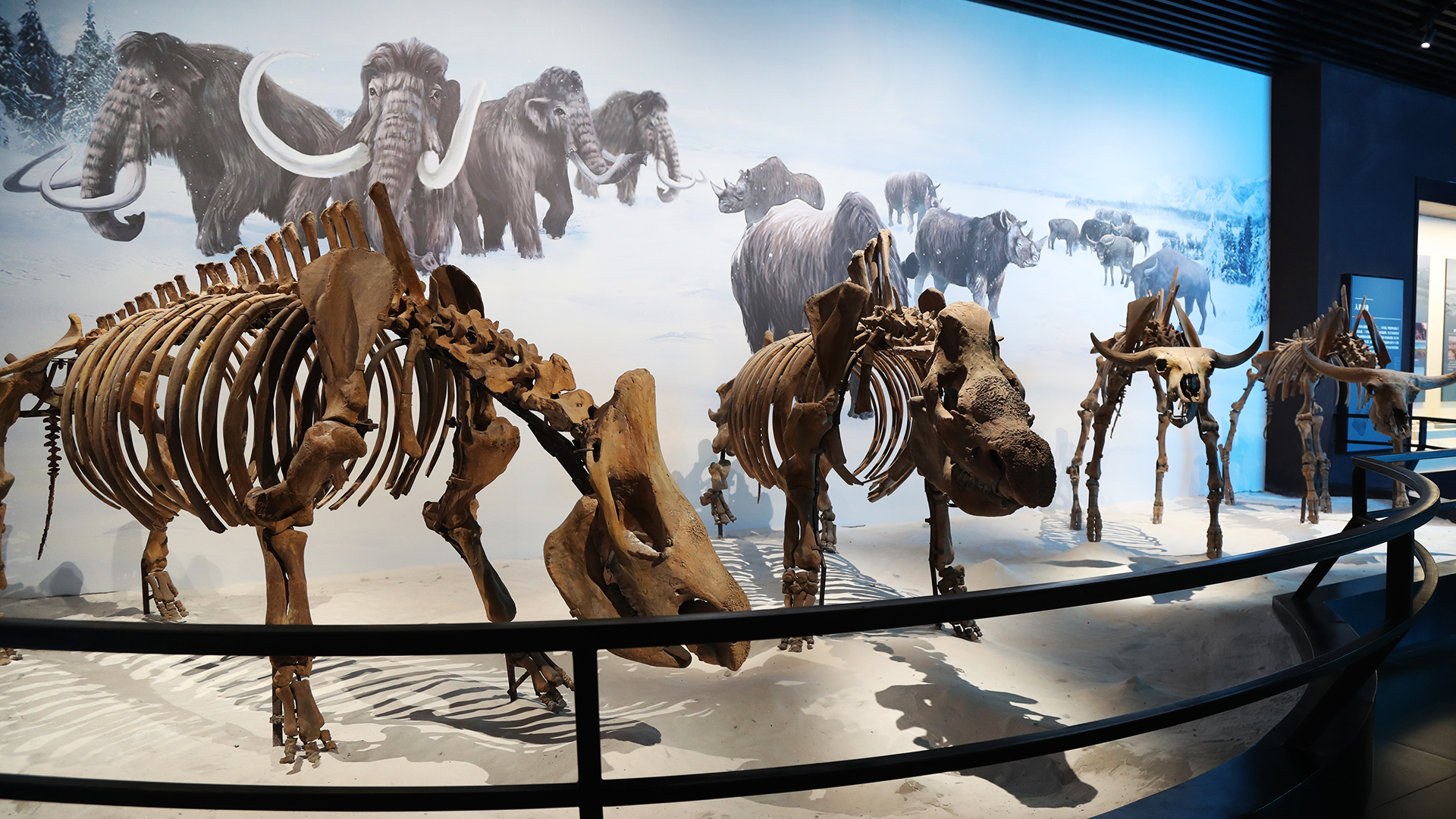 Woolly rhino, bison fossils offer glimpse of Hulunbuir's Ice Age past