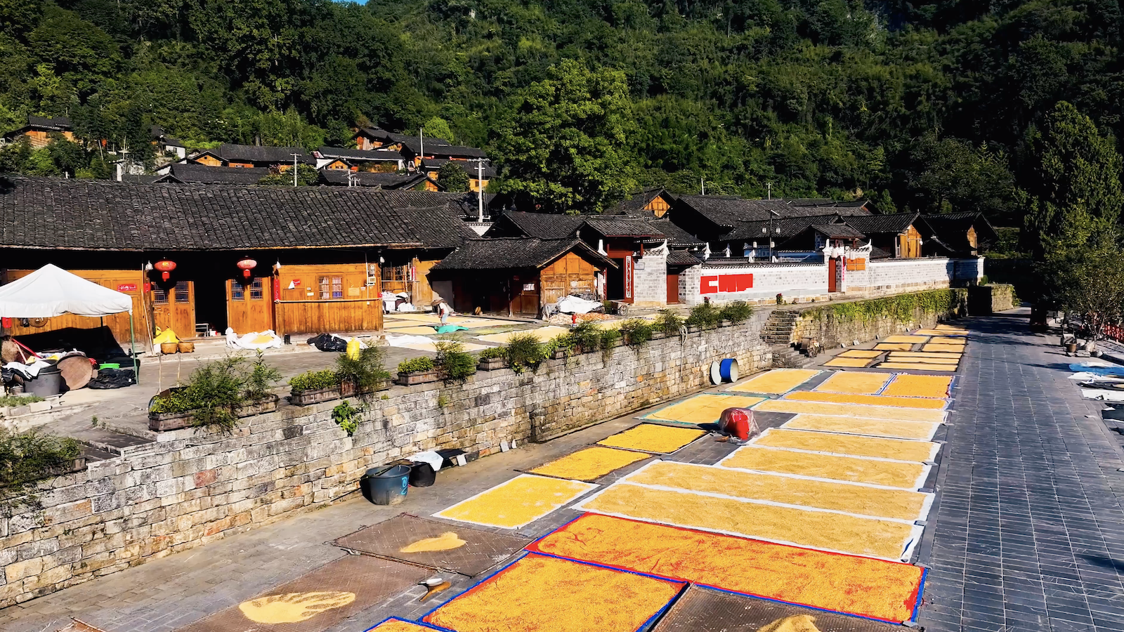 Golden rice grains paint colorful pictures of rural harvest in Guizhou