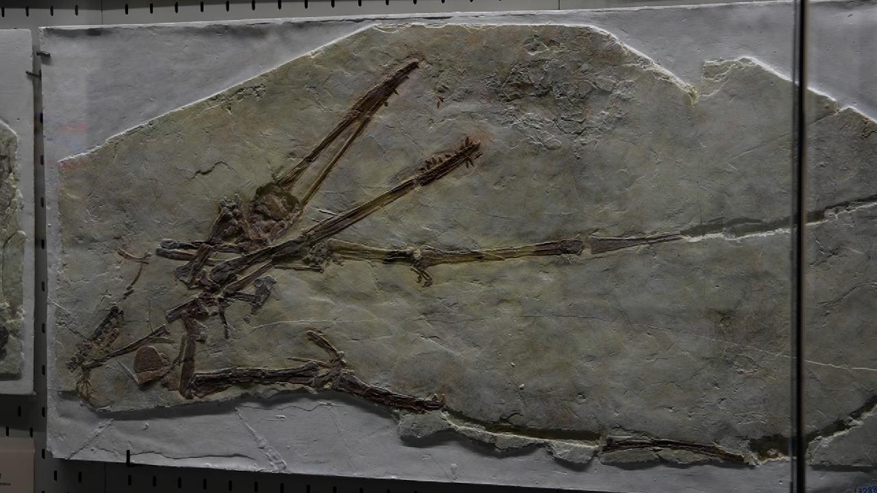 Xinjiang opens museum dedicated to pterosaurs