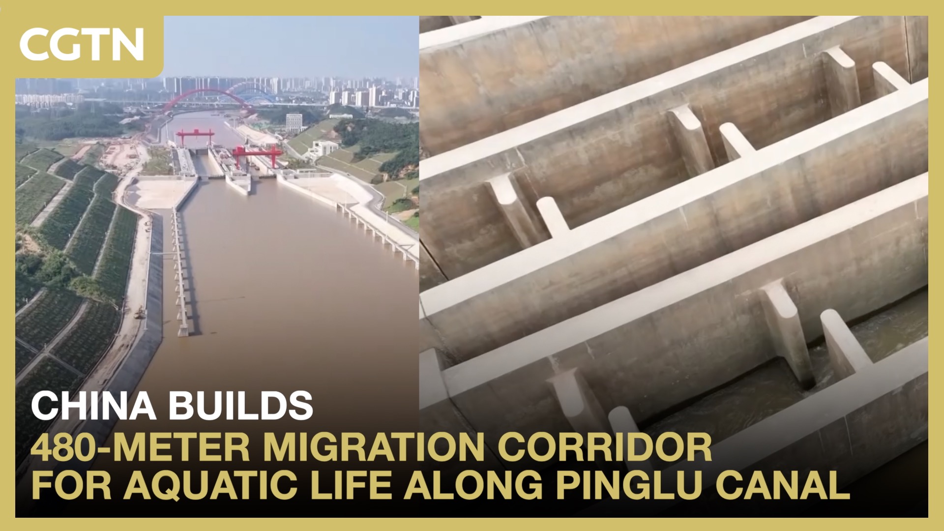 China builds migration corridor for aquatic life along Pinglu Canal