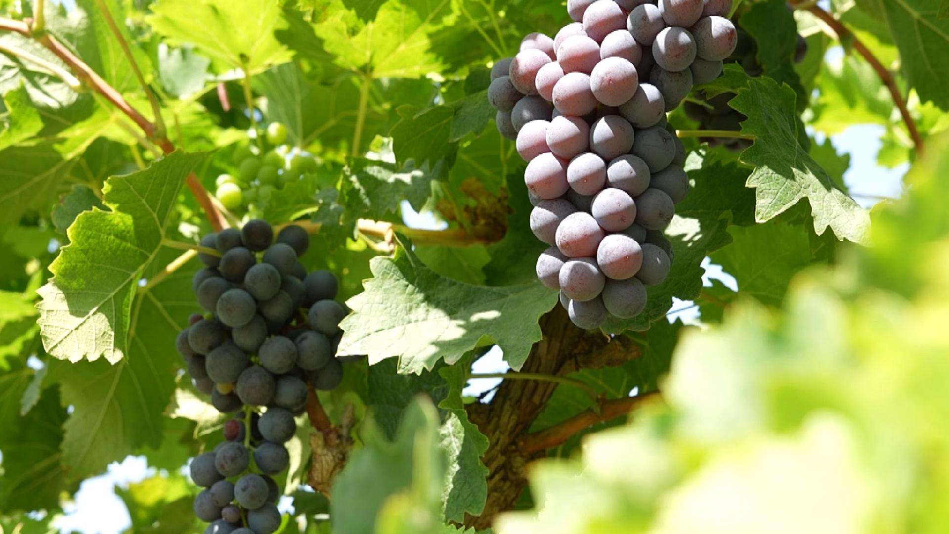 Grape picking in the eastern foothills of the Helan Mountains