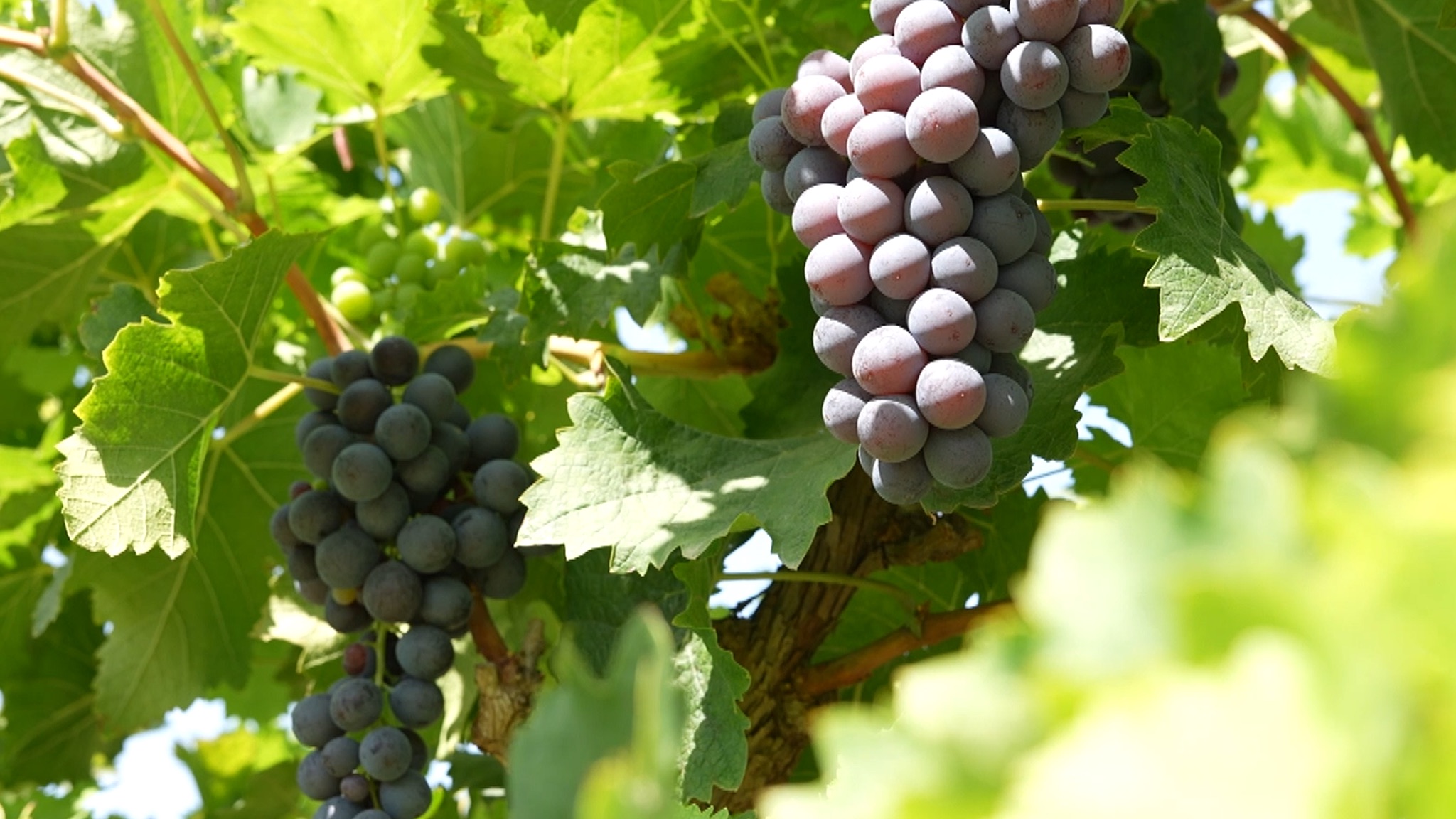 Grape picking in the eastern foothills of the Helan Mountains