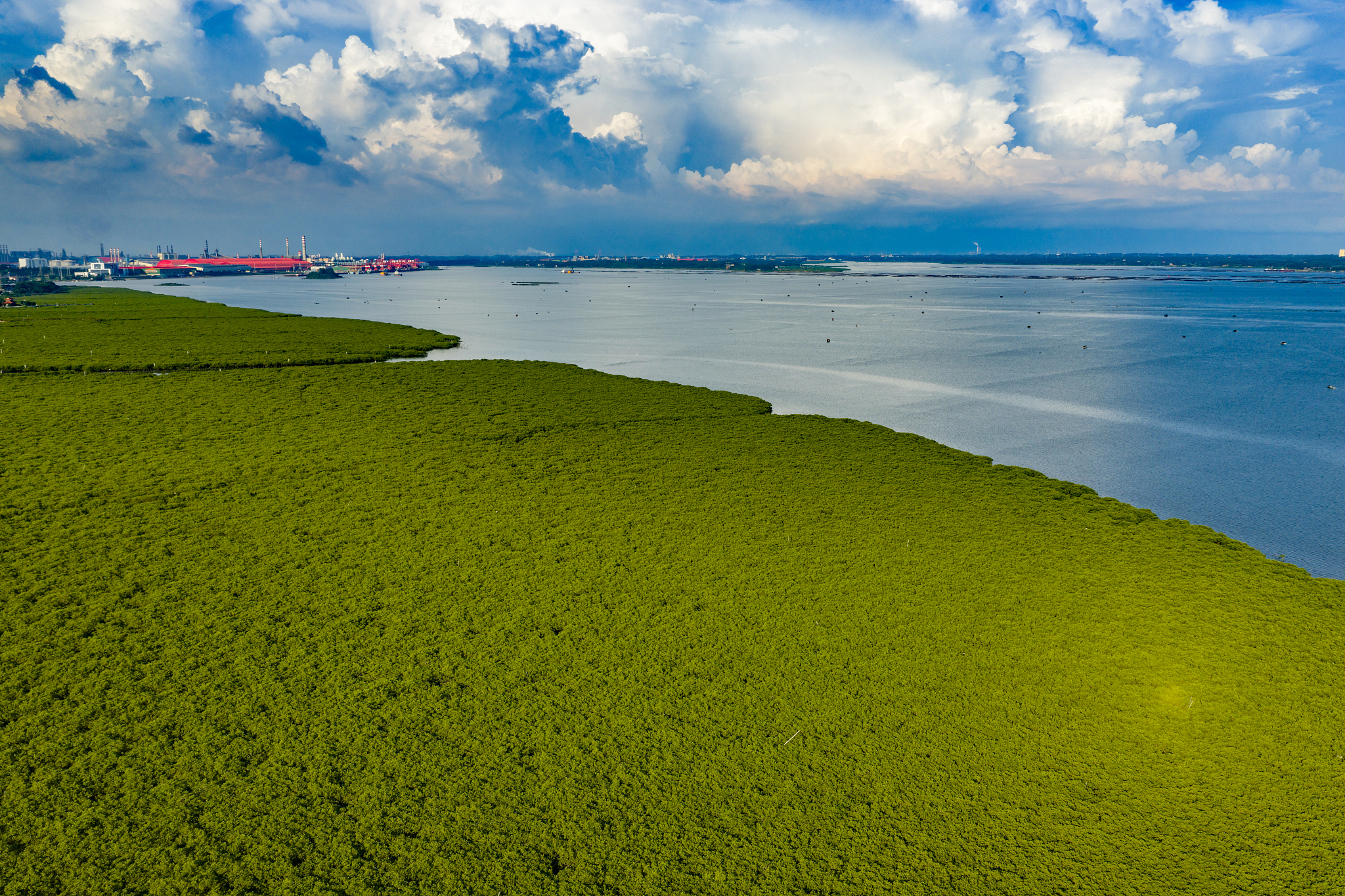 Mangroves in Fangchenggang, Guangxi. /VCG