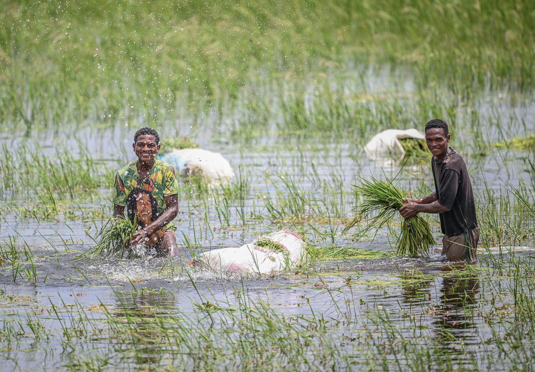 Rice farmers work in a paddy field in Antananarivo, Madagascar, February 26, 2025. /VCG