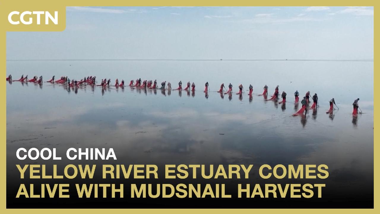 Yellow River estuary comes alive with mudsnail harvest