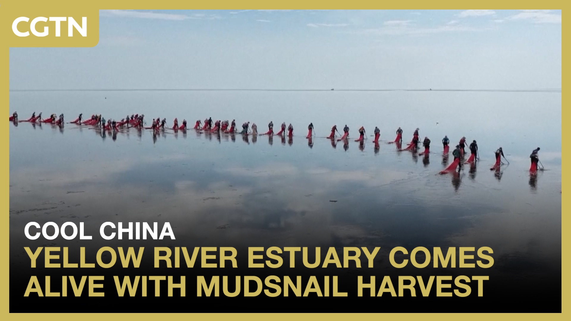 Yellow River estuary comes alive with mudsnail harvest
