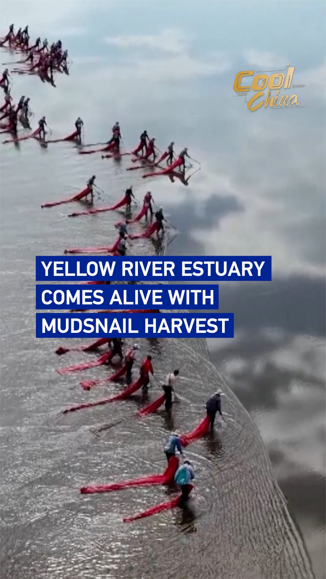 Yellow River estuary comes alive with mudsnail harvest