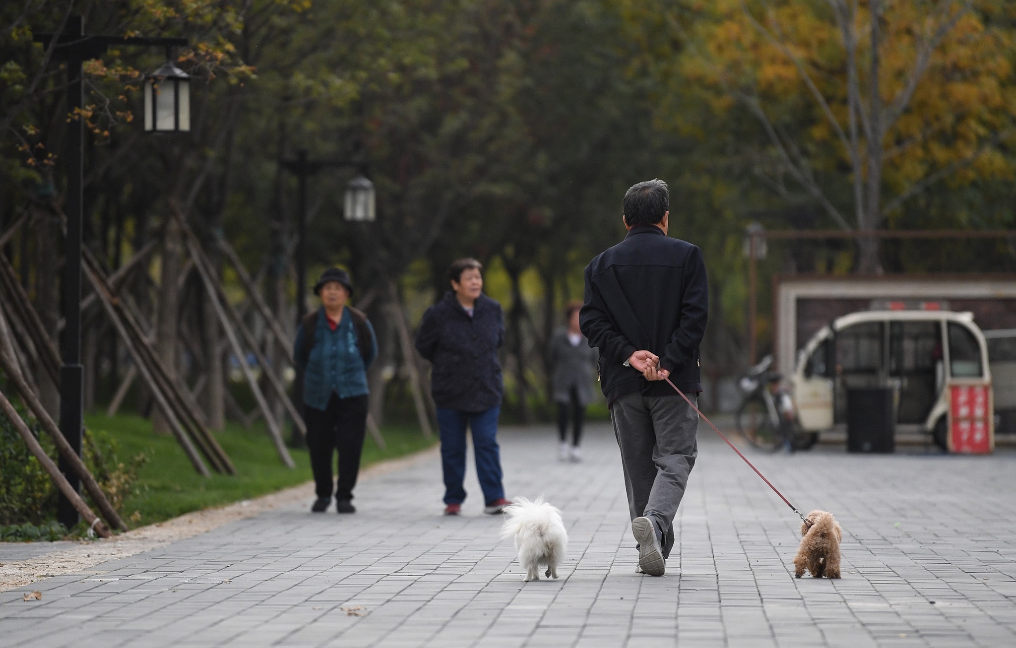 A resident walks his dogs through a neighborhood park, reflecting the relaxed rhythm of post-dinner strolls in China. /VCG