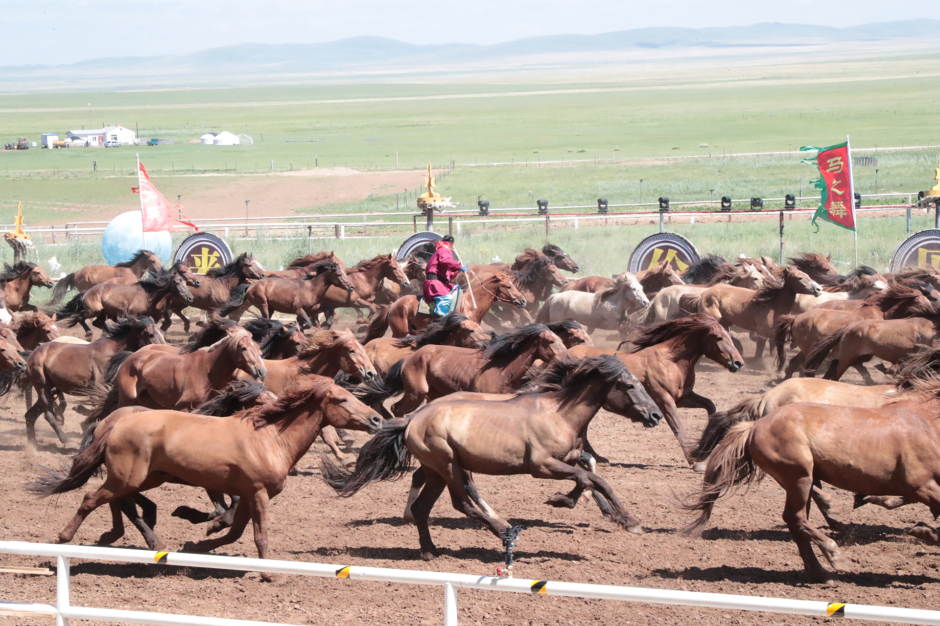 A large herd of horses gallops together during 
