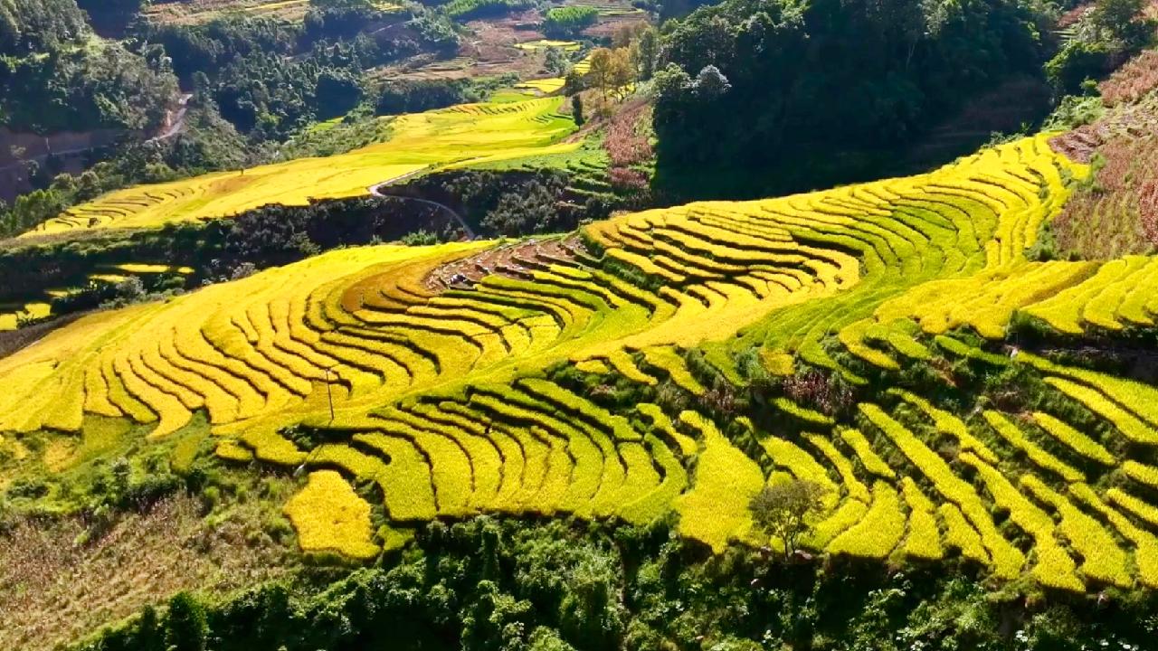 Golden rice terraces herald harvest season in Guizhou