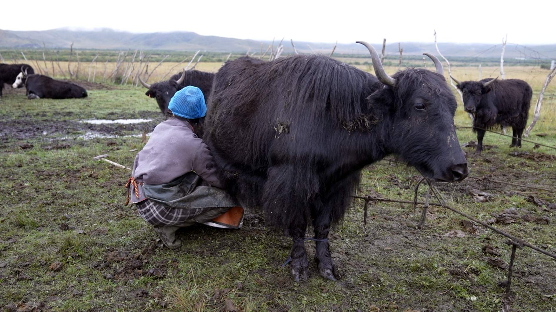 A female farmer milks a yak at a pasture in Hongyuan County, Aba Tibetan and Qiang Autonomous Prefecture, Sichuan Province, Sep. 14, 2026. Zhang Yize/CGTN
