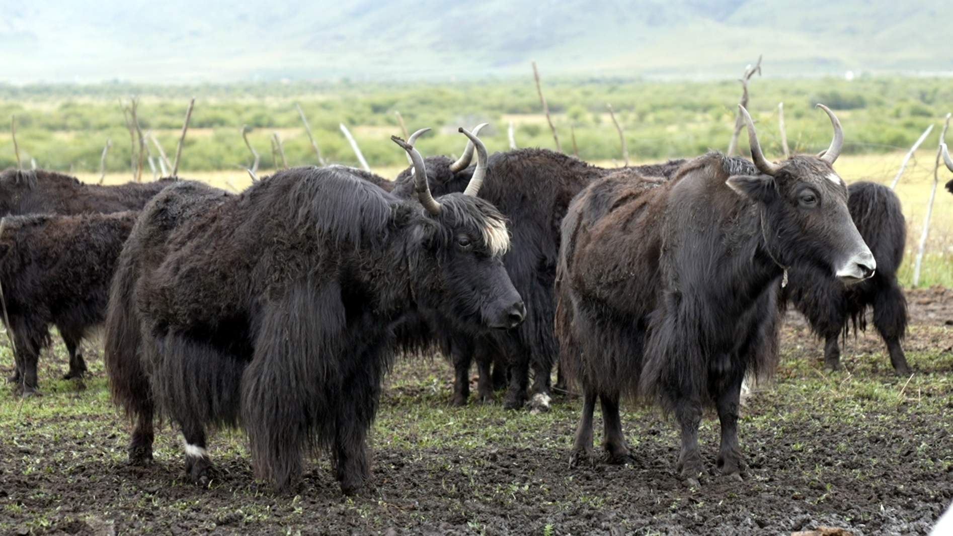 Maiwa yak, a speciality in Hongyuan County, Aba Tibetan and Qiang Autonomous Prefecture, Sichuan Province, Sep. 14, 2026. Zhang Yize/CGTN