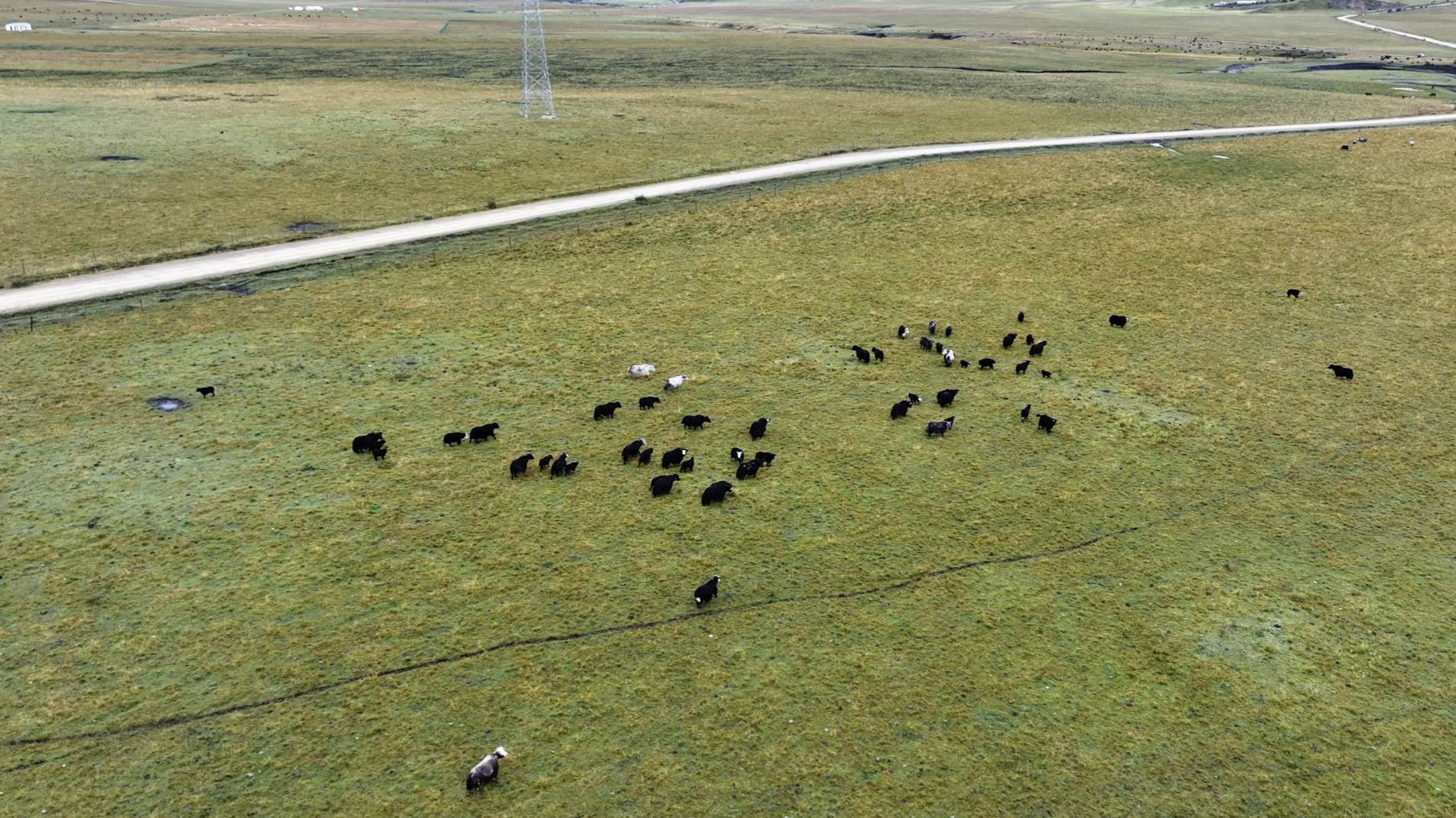 A herd of yaks run on the grasslands at Hongyuan County, Aba Tibetan and Qiang Autonomous Prefecture, Sichuan Province, Sep. 14, 2026. Zhang Yize/CGTN