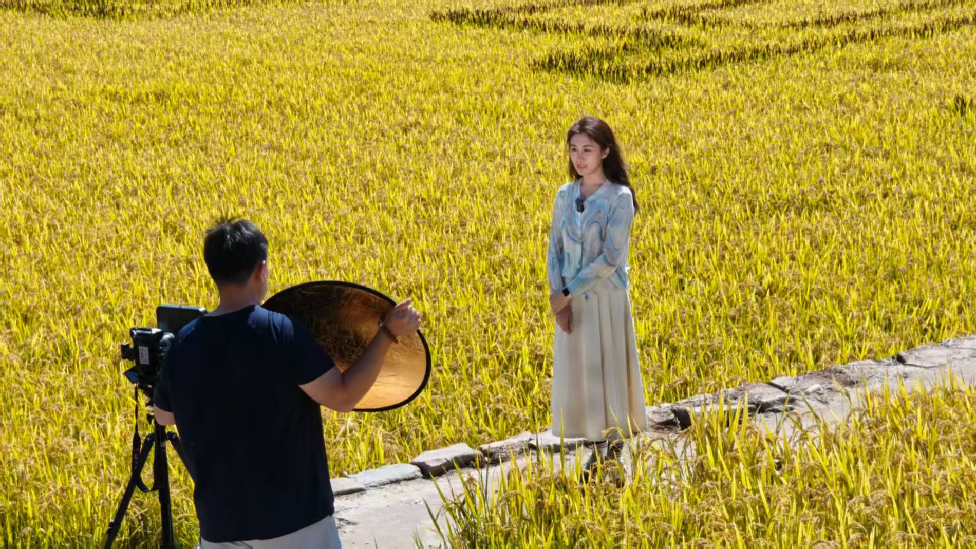 Golden seas of rice: A thousand acres of harvest in Nanniwan