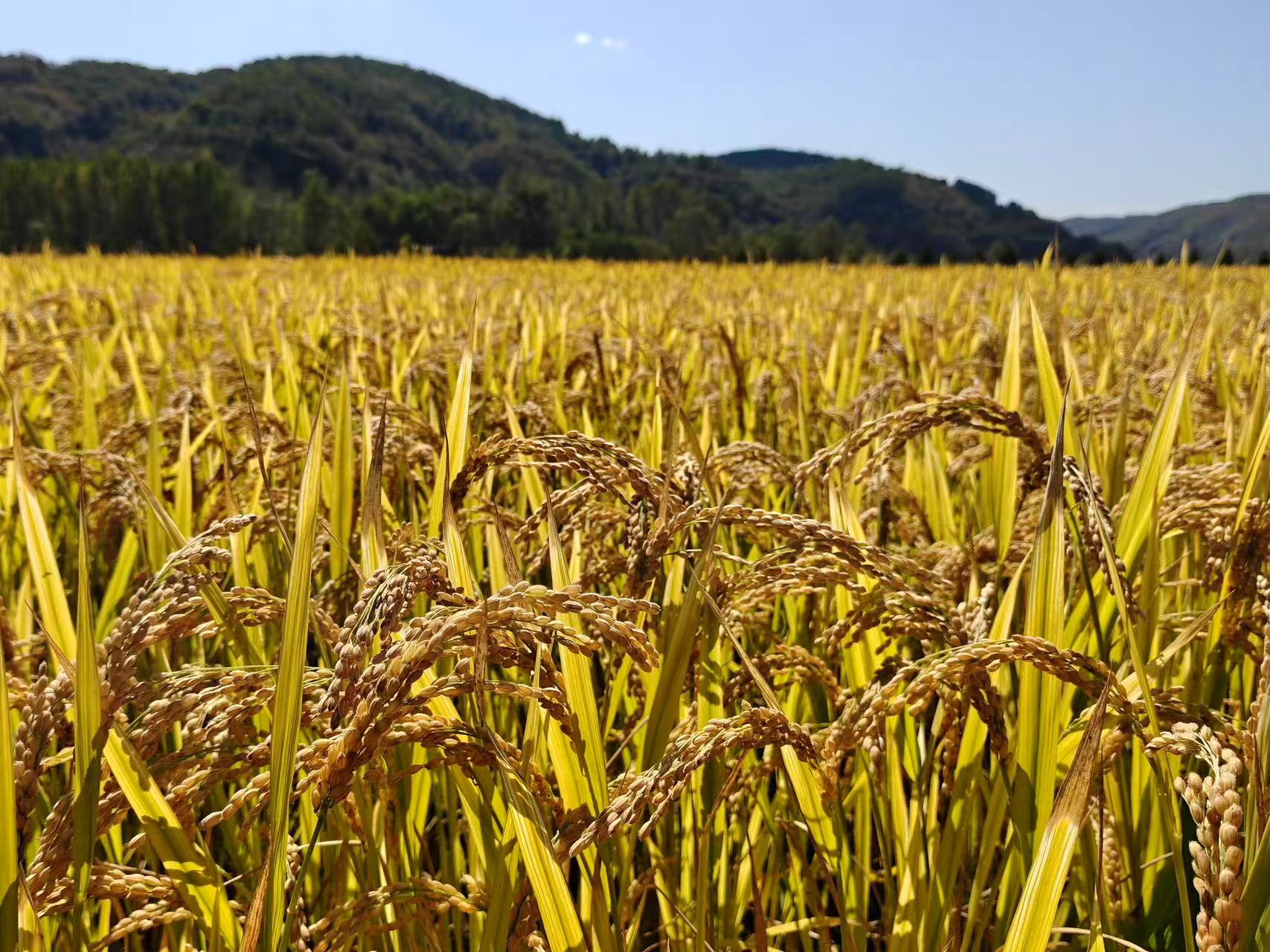 Golden seas of rice: A thousand acres of harvest in Nanniwan