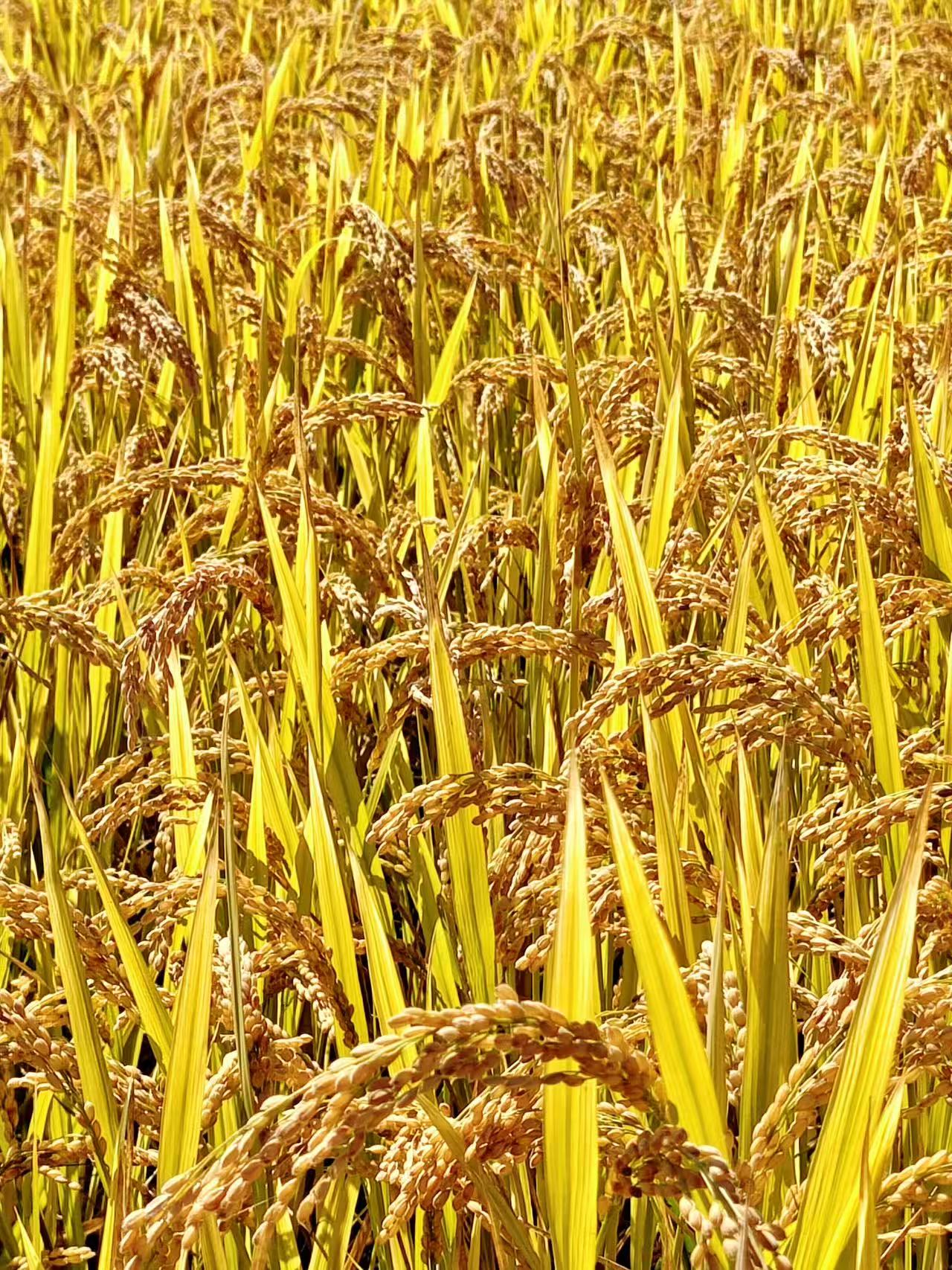 Golden seas of rice: A thousand acres of harvest in Nanniwan