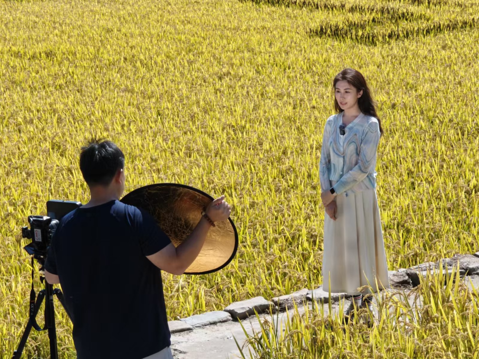 Golden seas of rice: A thousand acres of harvest in Nanniwan
