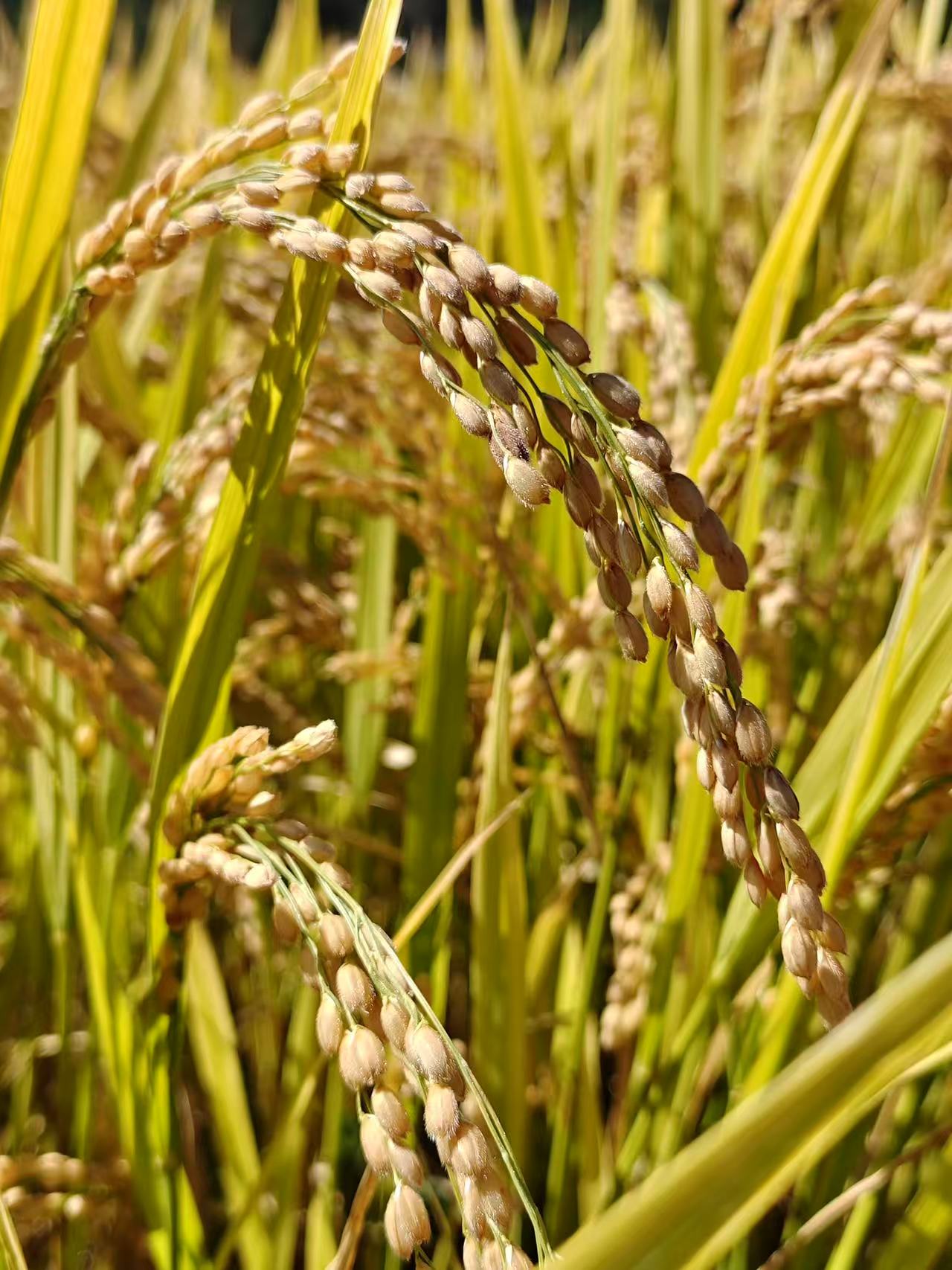 Golden seas of rice: A thousand acres of harvest in Nanniwan