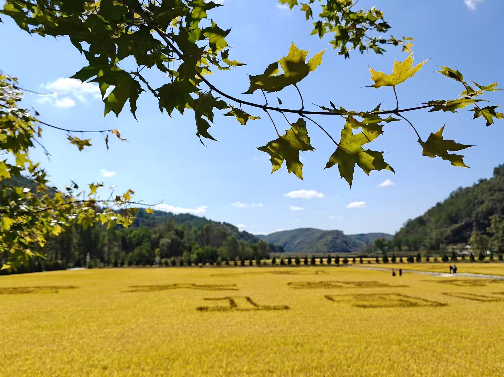 Golden seas of rice: A thousand acres of harvest in Nanniwan