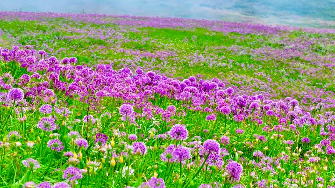 Purple wildflowers brighten Guizhou's mountain landscape