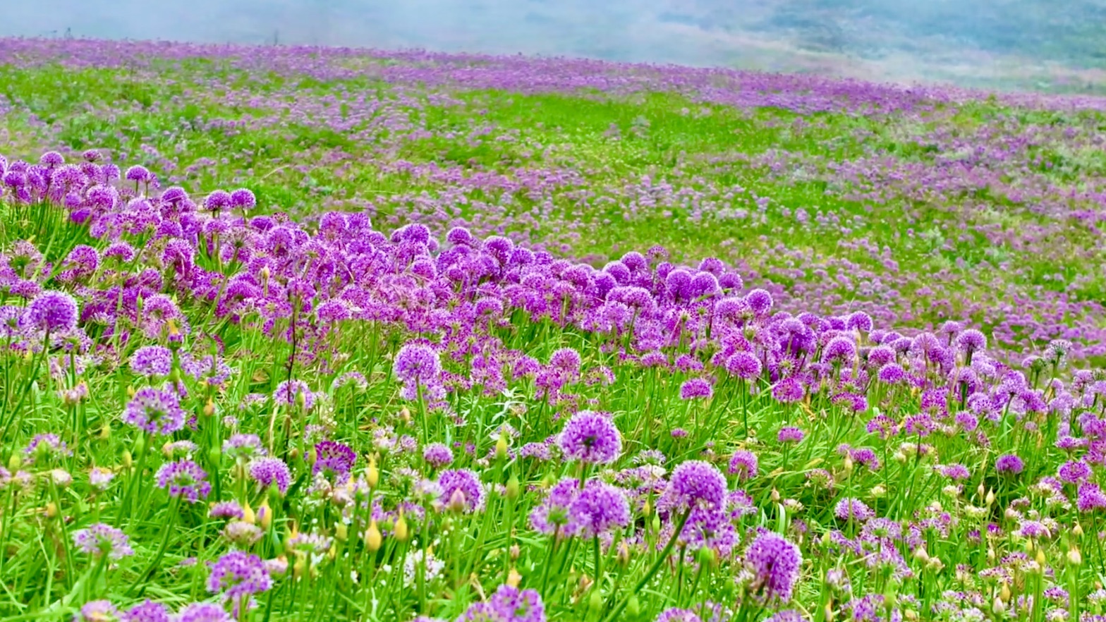 Purple wildflowers brighten Guizhou's mountain landscape