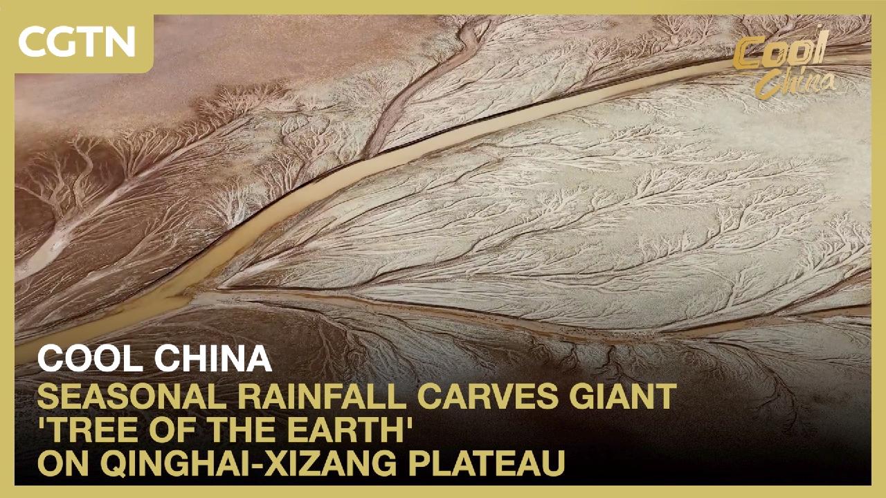 Seasonal rainfall carves giant 'tree of the earth' on Qinghai-Xizang Plateau