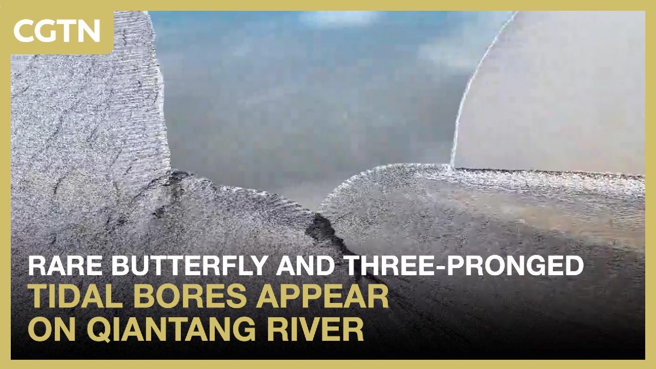 Rare 'butterfly' and three-pronged tidal bores seen on Qiantang River