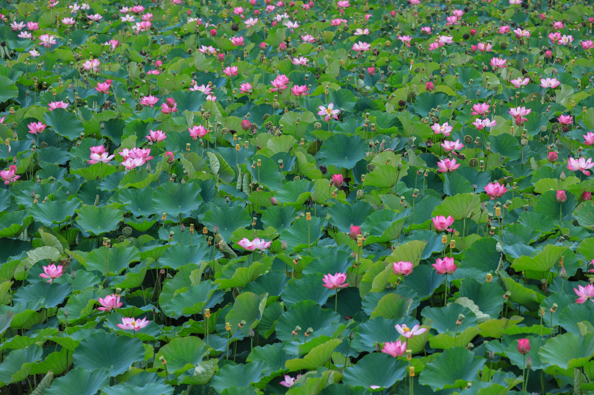 Green lotus leaves and pink blooms are seen at Nanhu Wetland Park, Yinjiang Tujia and Miao Autonomous County, southwest China's Guizhou Province on September 10, 2026. /Tongren Media Convergence Center