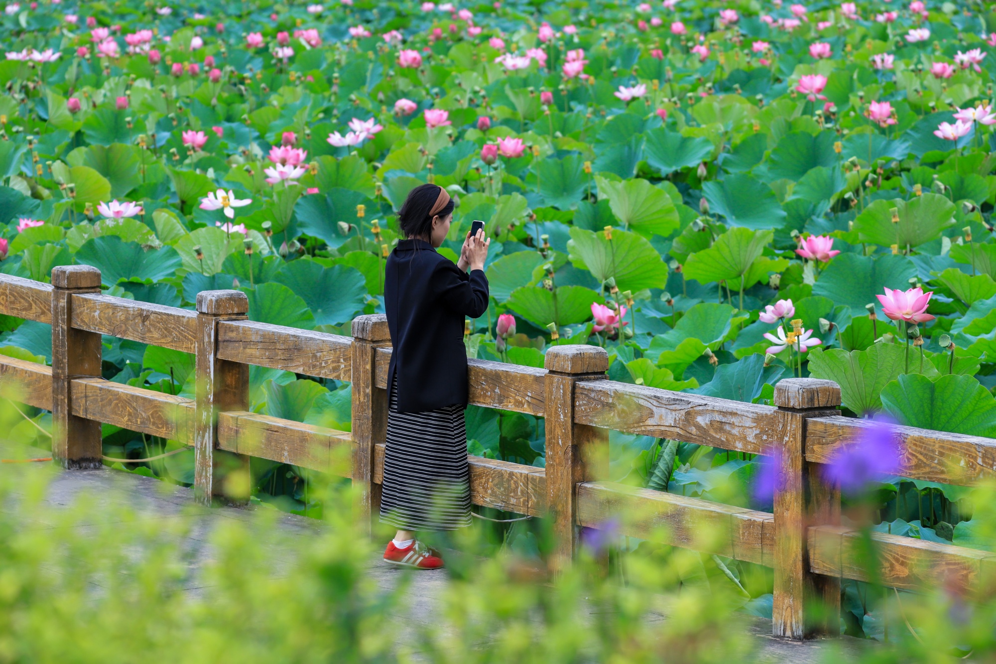 A woman takes photos of lotus flowers at Nanhu Wetland Park, Yinjiang Tujia and Miao Autonomous County, southwest China's Guizhou Province on September 10, 2026. /Tongren Media Convergence Center