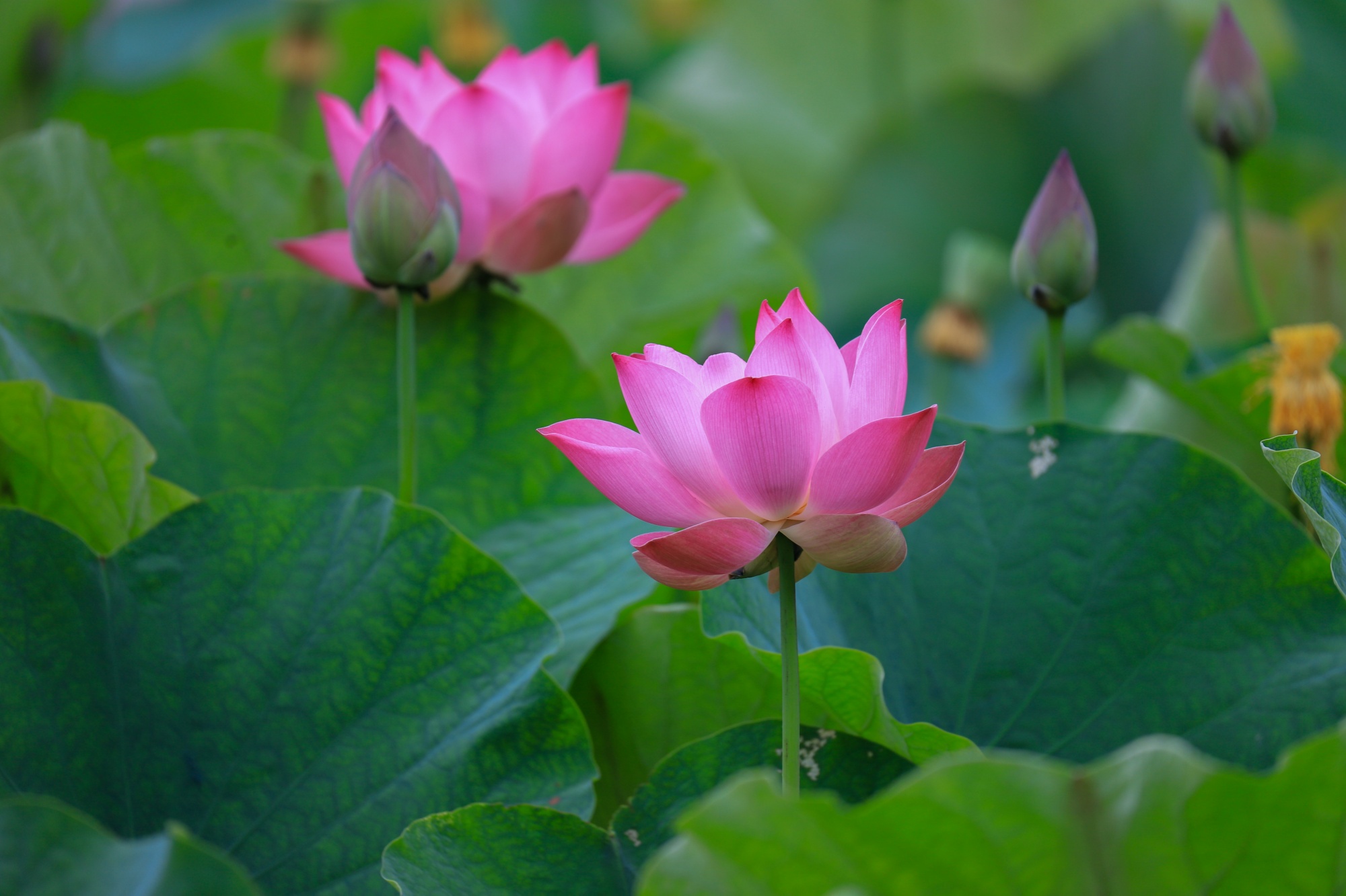 Green lotus leaves and pink blooms are seen at Nanhu Wetland Park, Yinjiang Tujia and Miao Autonomous County, southwest China's Guizhou Province on September 10, 2026. /Tongren Media Convergence Center