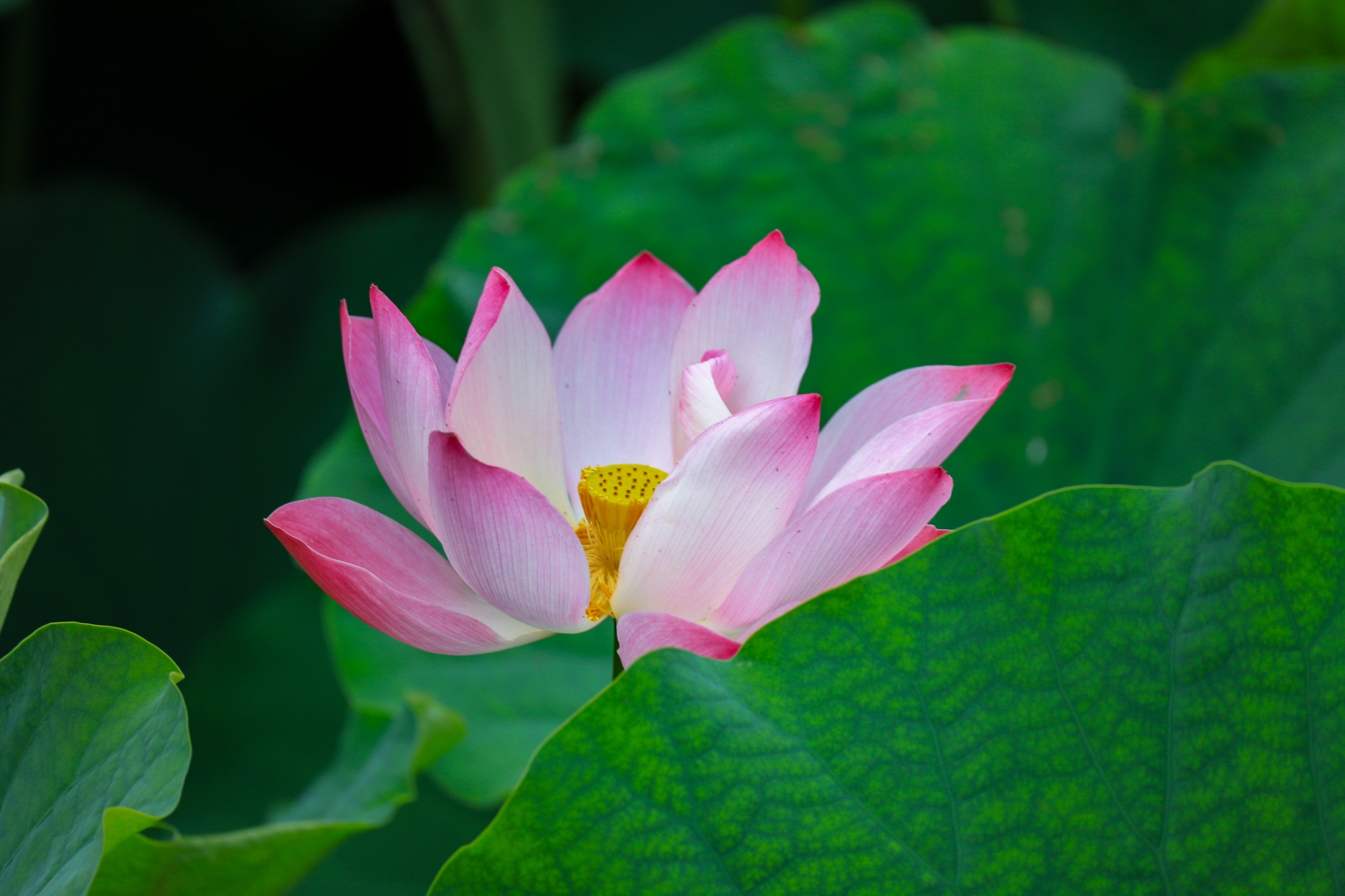 Green lotus leaves and pink blooms are seen at Nanhu Wetland Park, Yinjiang Tujia and Miao Autonomous County, southwest China's Guizhou Province on September 10, 2026. /Tongren Media Convergence Center