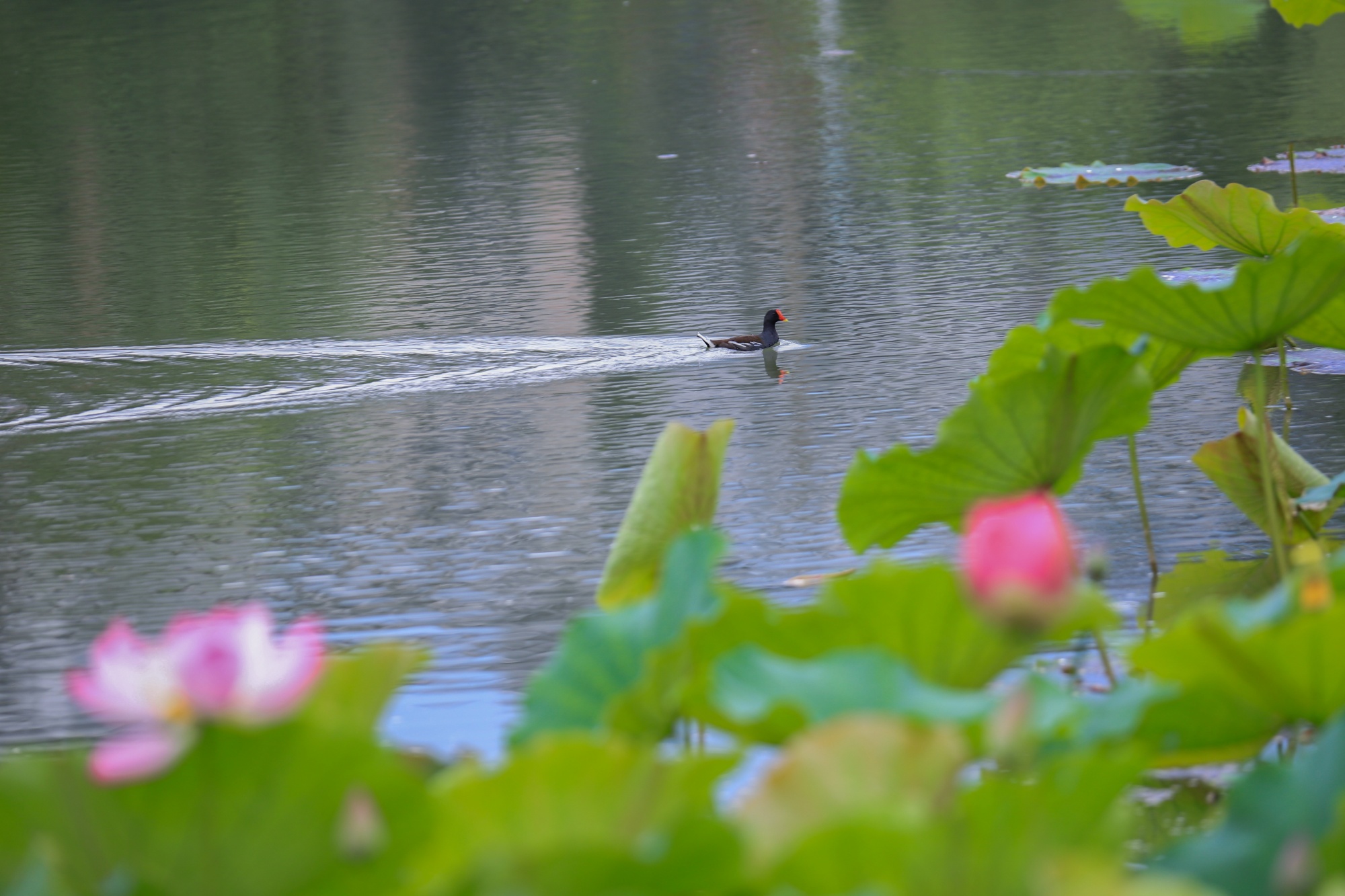 Green lotus leaves and pink blooms are seen at Nanhu Wetland Park, Yinjiang Tujia and Miao Autonomous County, southwest China's Guizhou Province on September 10, 2026. /Tongren Media Convergence Center