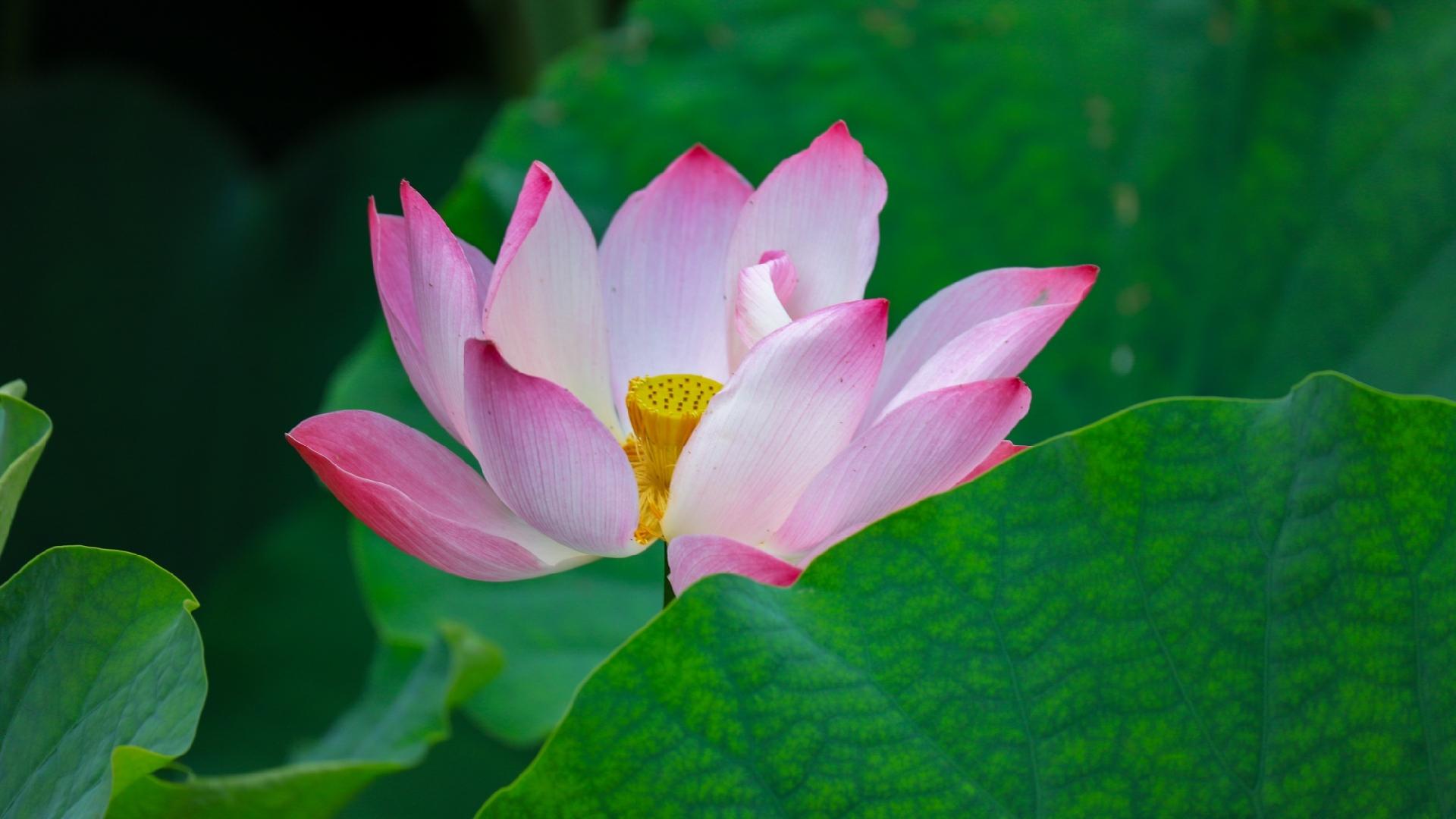 Autumn lotuses shine in Guizhou