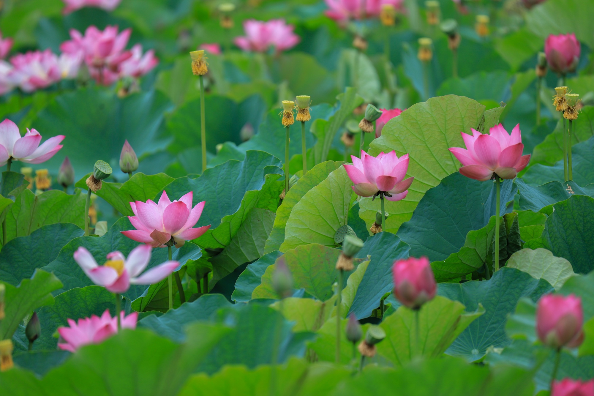 Green lotus leaves and pink blooms are seen at Nanhu Wetland Park, Yinjiang Tujia and Miao Autonomous County, southwest China's Guizhou Province on September 10, 2026. /Tongren Media Convergence Center