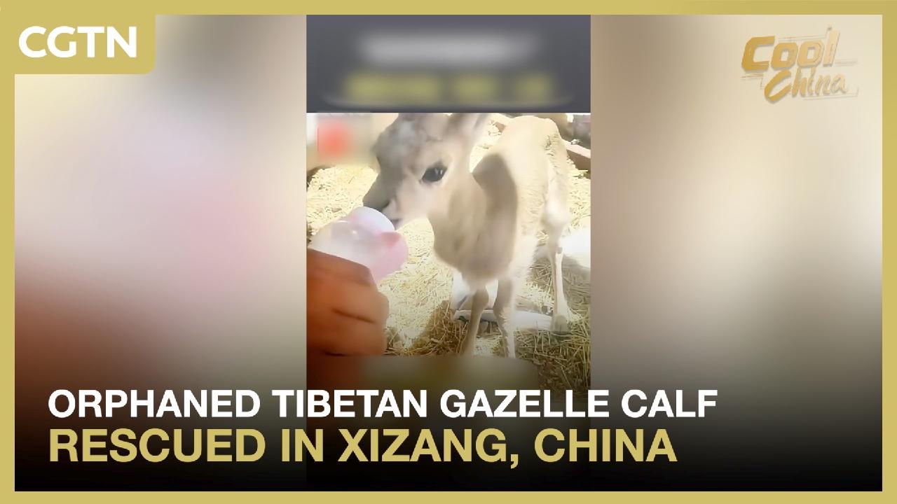 Orphaned Tibetan gazelle calf rescued in Xizang, China