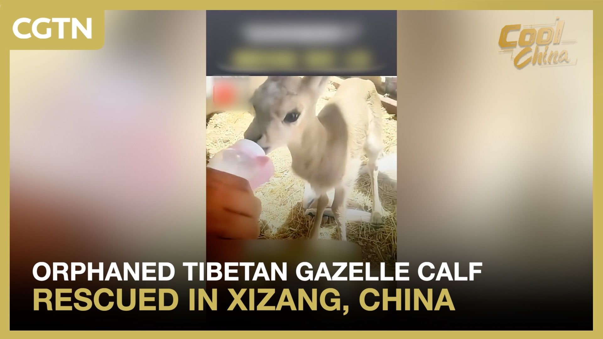 Orphaned Tibetan gazelle calf rescued in Xizang, China