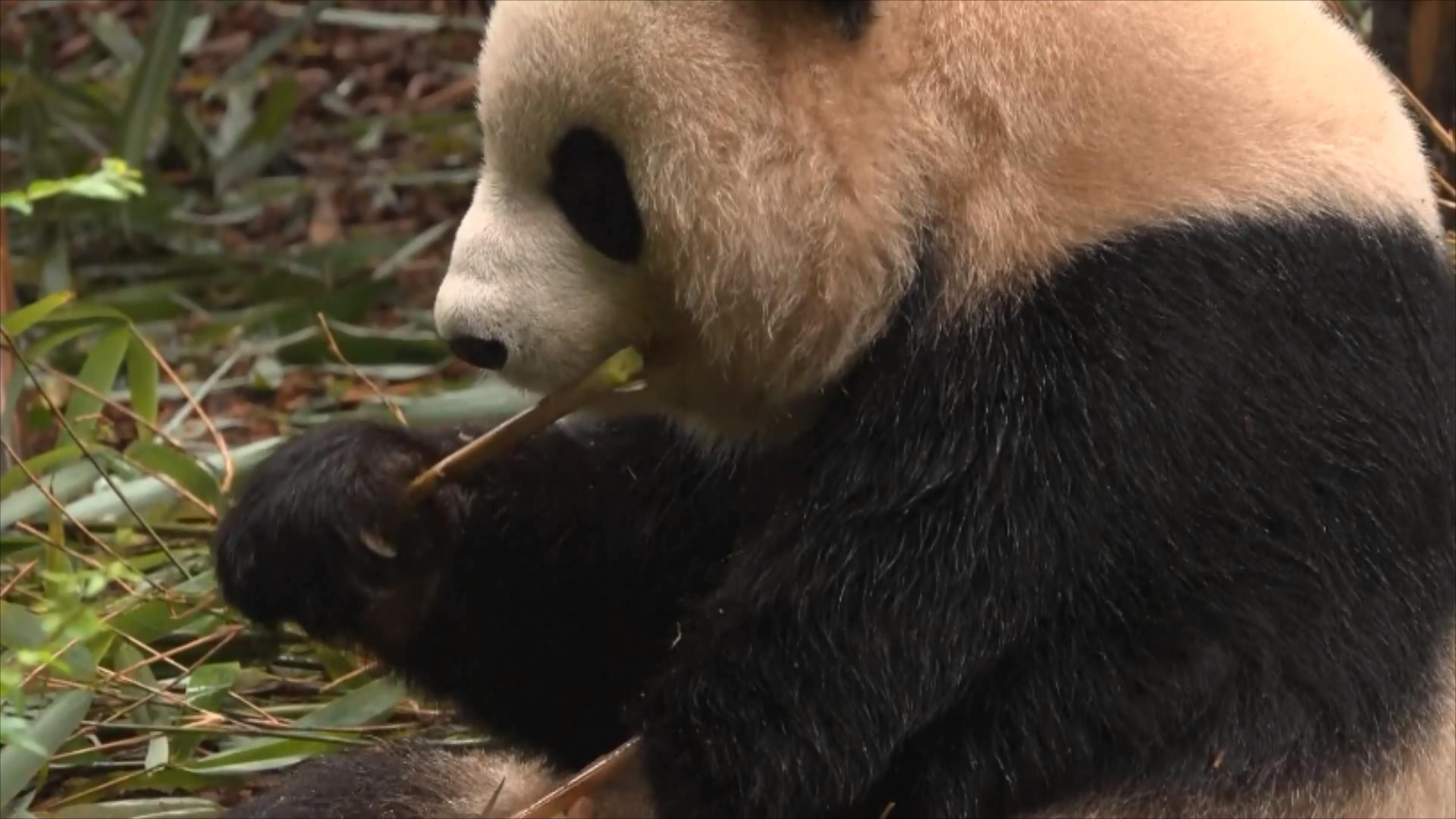 Beixia, a male giant panda born in 2022. /CMG