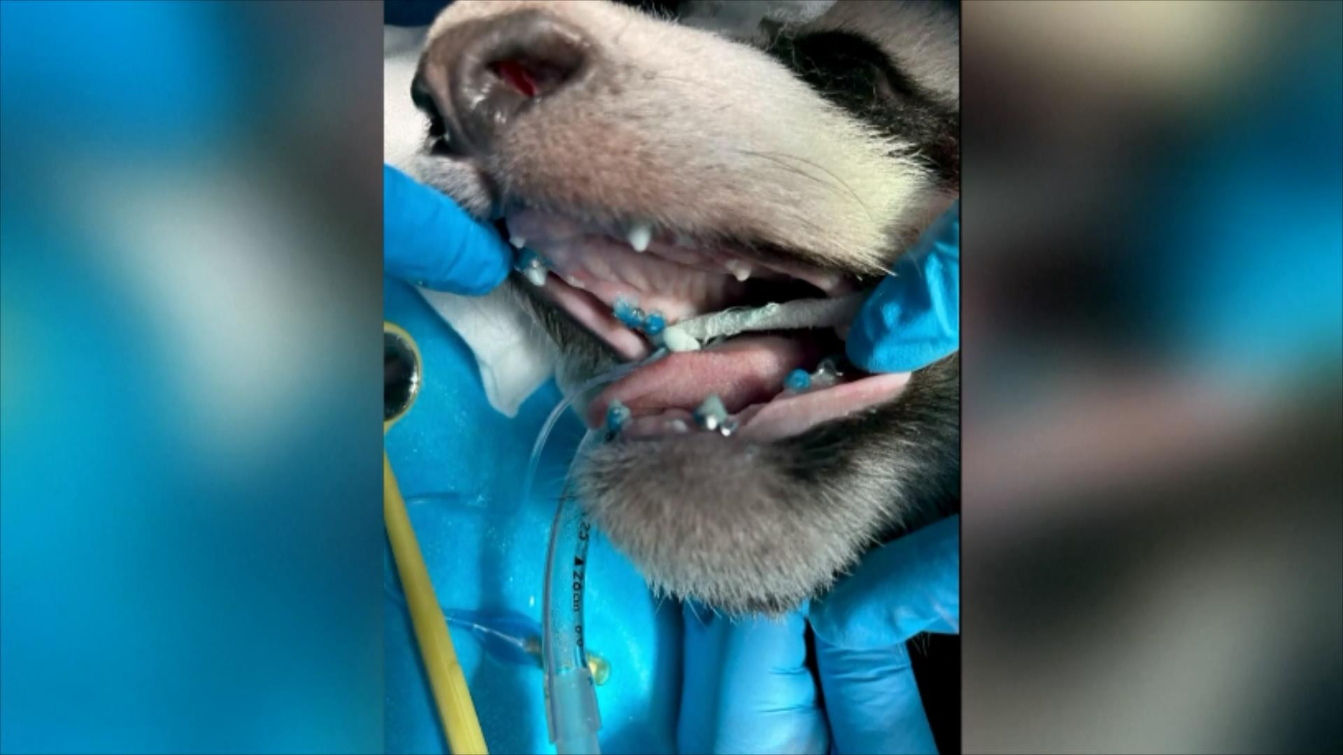 Chinese specialists have corrected giant panda Beixia's crooked jaw using an orthodontic technique adapted from human treatment in the first such procedure performed on the species. /via CMG

