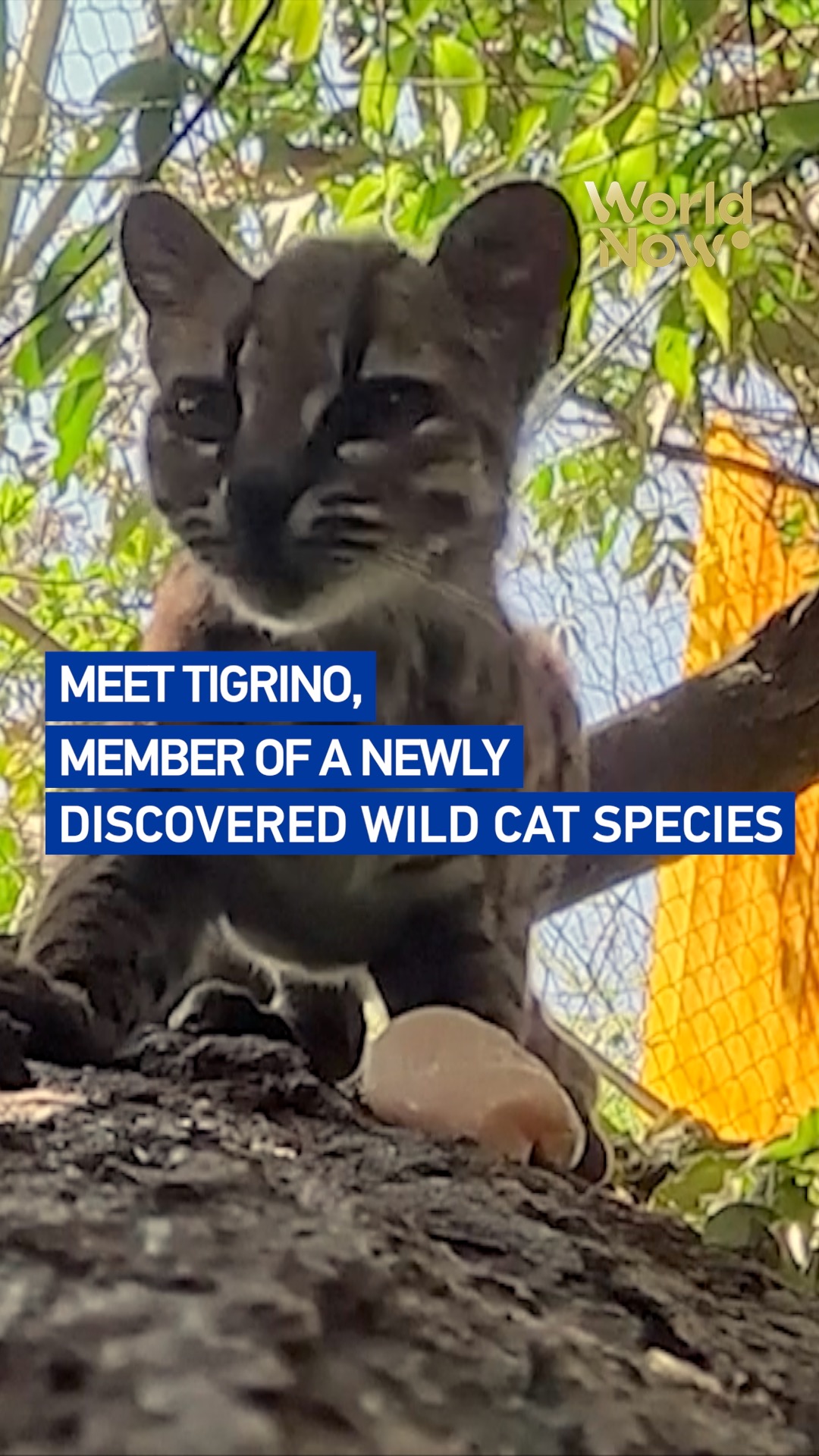 Meet Tigrino, member of a newly discovered wild cat species